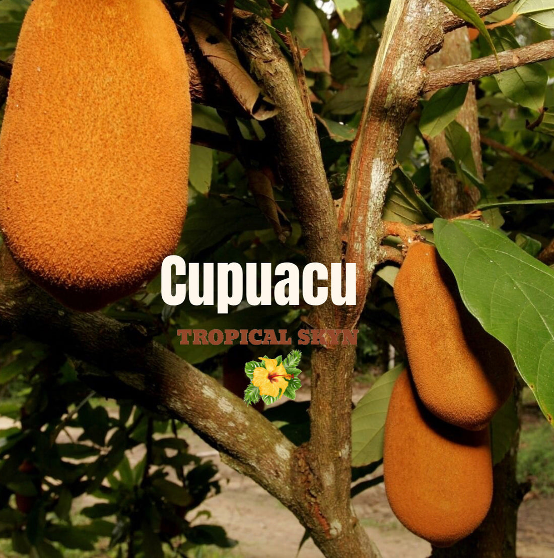 Cupuacu Butter